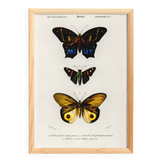 Poster about exotic butterflies, based on an old engraving from 1849.