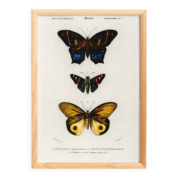 Poster about exotic butterflies, based on an old engraving from 1849.