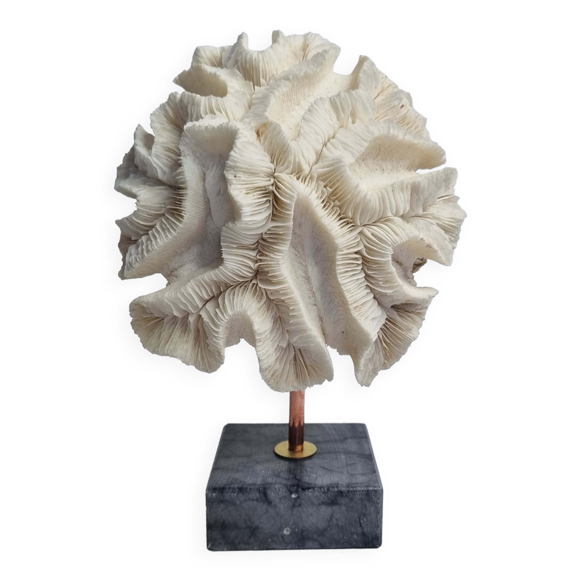 Old white coral "méandrine" on marble base, 25 cm