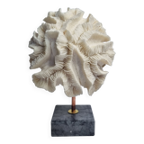 Old white coral "méandrine" on marble base, 25 cm