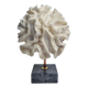 Old white coral "méandrine" on marble base, 25 cm