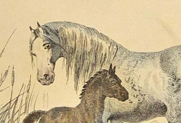 ORIGINAL ZOOLOGICAL FRAME ENGRAVING FROM 1839 " WHOLE HORSE,....,.... "