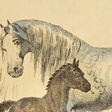 ORIGINAL ZOOLOGICAL FRAME ENGRAVING FROM 1839 " WHOLE HORSE,....,.... "