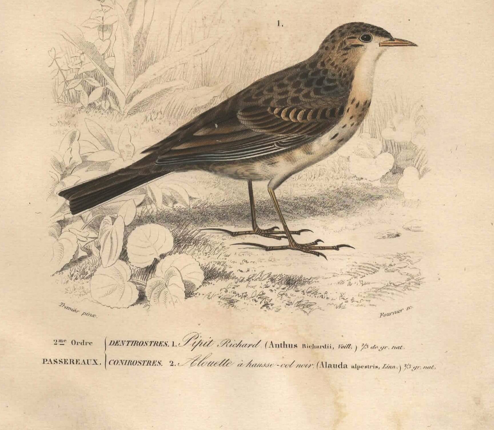 Old engraving from 1849 - Blackbird by E. Travies - bird plate
