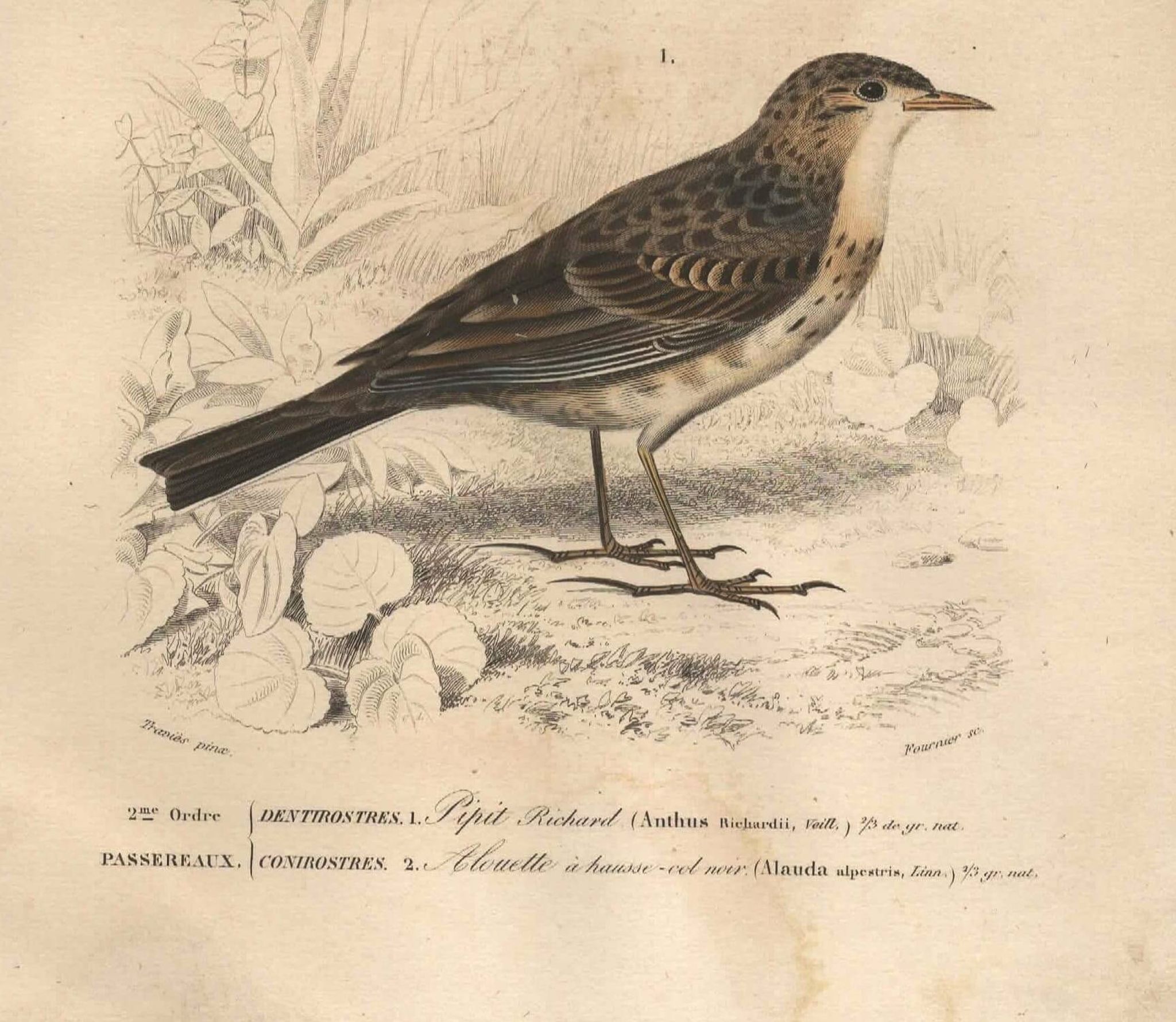 Old engraving from 1849 - Blackbird by E. Travies - bird plate