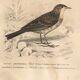 Old engraving from 1849 - Blackbird by E. Travies - bird plate