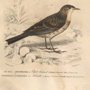 Old engraving from 1849 - Blackbird by E. Travies - bird plate