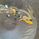 Vintage Murano glass empty pocket signed