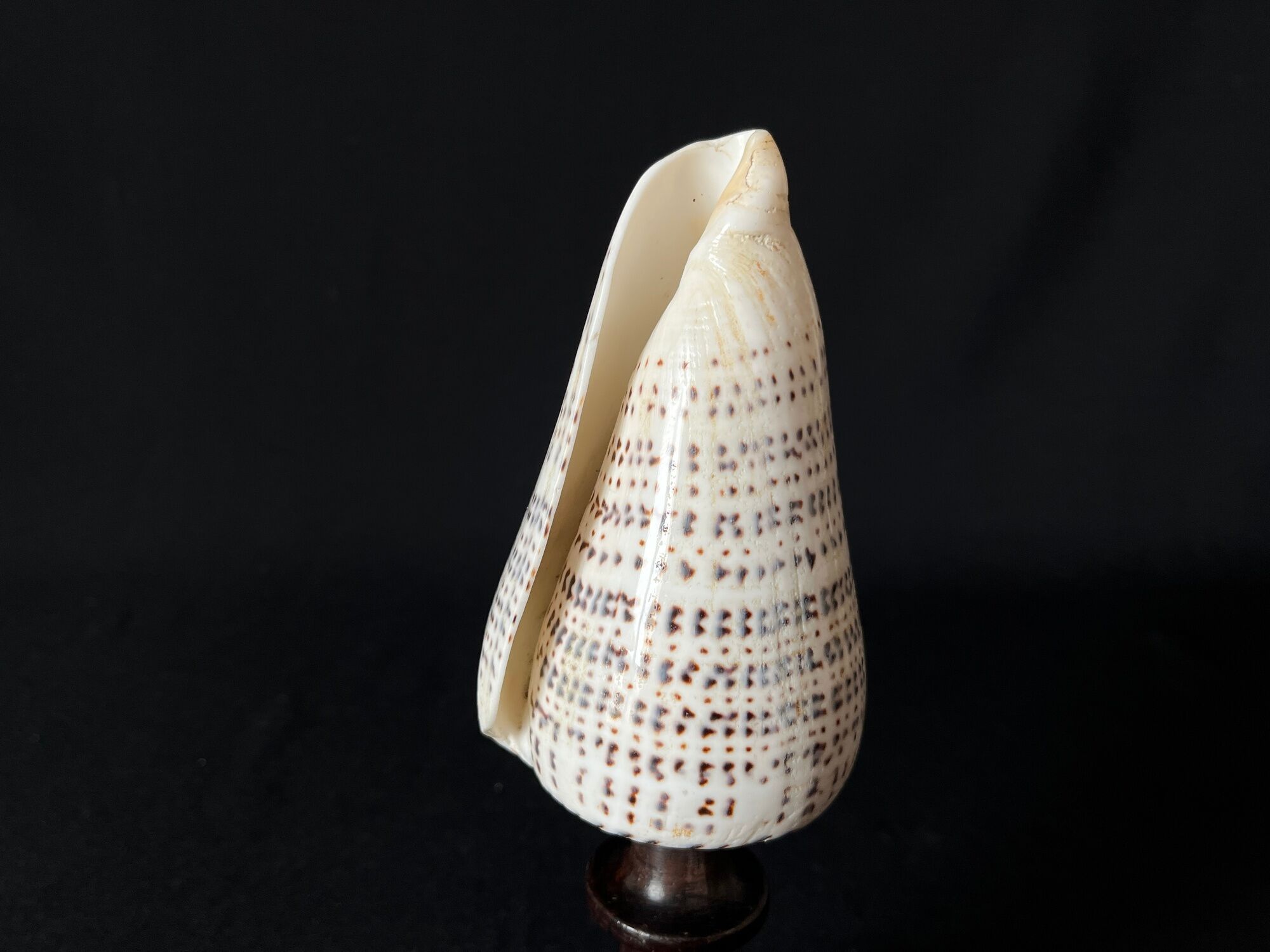 Shell Conus Litteratus on blackened turned wooden base old cabinet of curiosities