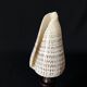 Shell Conus Litteratus on blackened turned wooden base old cabinet of curiosities