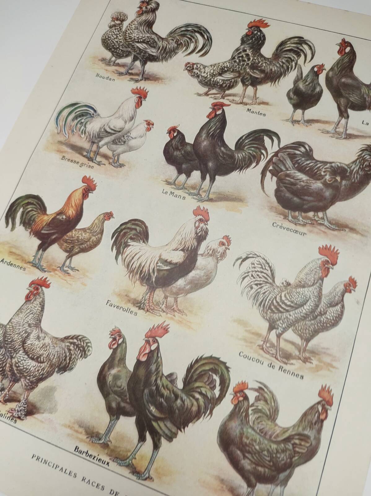 Original engraving from 1922 - Hens and rooster (1) - Old peasant board