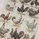 Original engraving from 1922 - Hens and rooster (1) - Old peasant board