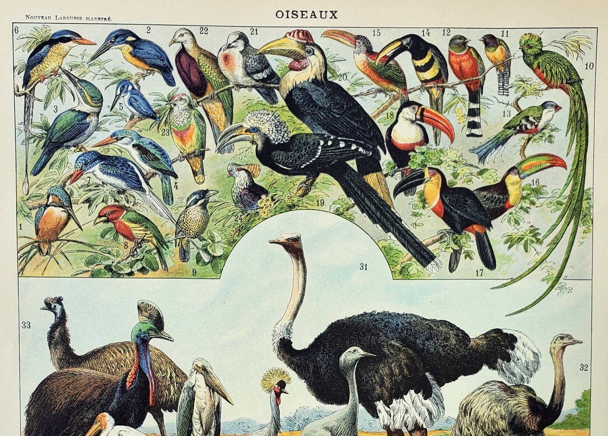 Gravure ancienne 1898, Oiseaux 2: espèces, rapaces • Lithographie originale et vintage