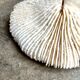 Fungia, white coral