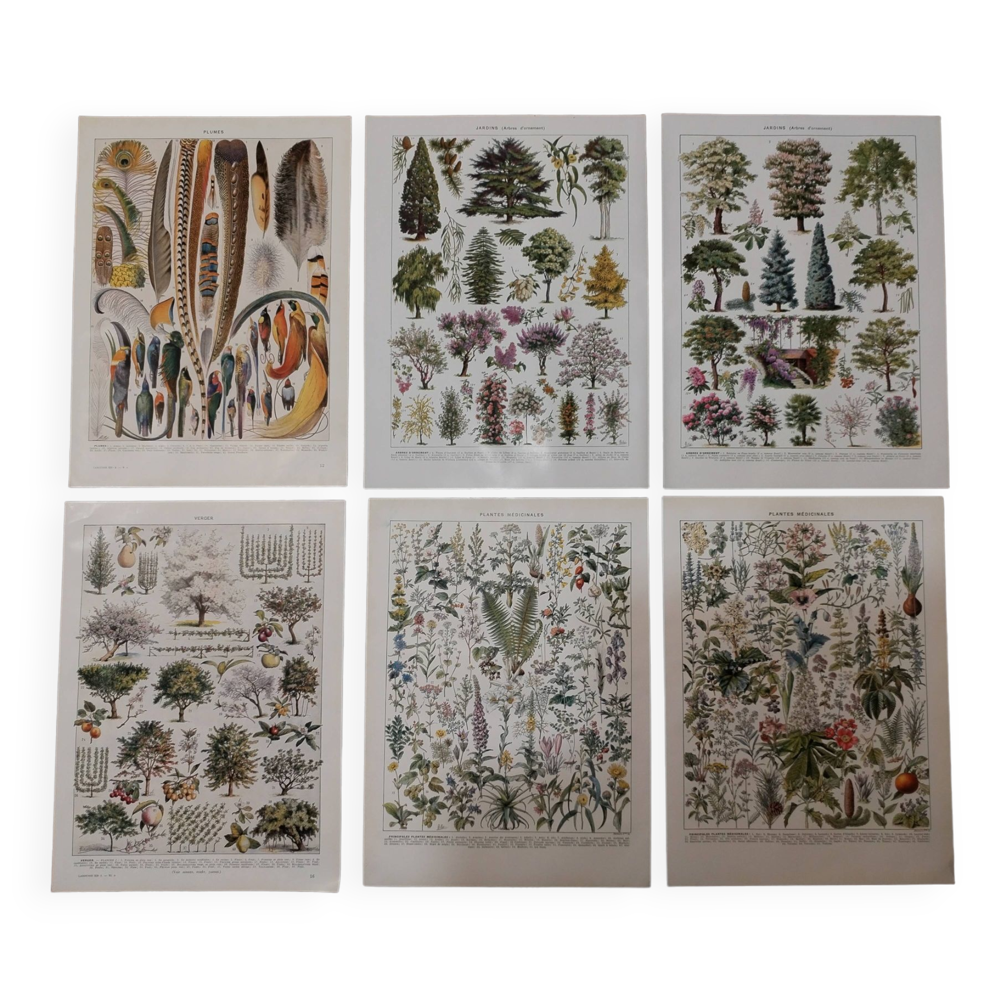 Lot of lithographs on gardens, feathers, medicinal plants and the orchard