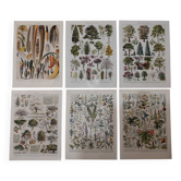 Lot de lithographies sur les jardins, les plumes, les plantes médicinales et le verger