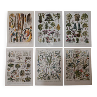 Lot de lithographies sur les jardins, les plumes, les plantes médicinales et le verger