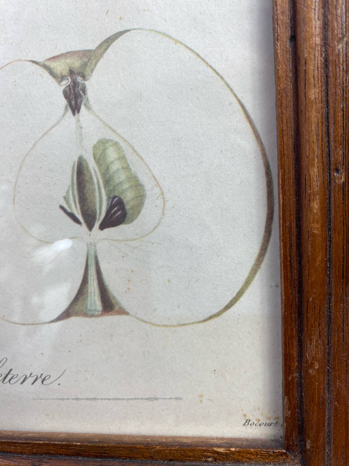 Affiche botanique Langlois encadrée