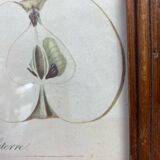 Affiche botanique Langlois encadrée