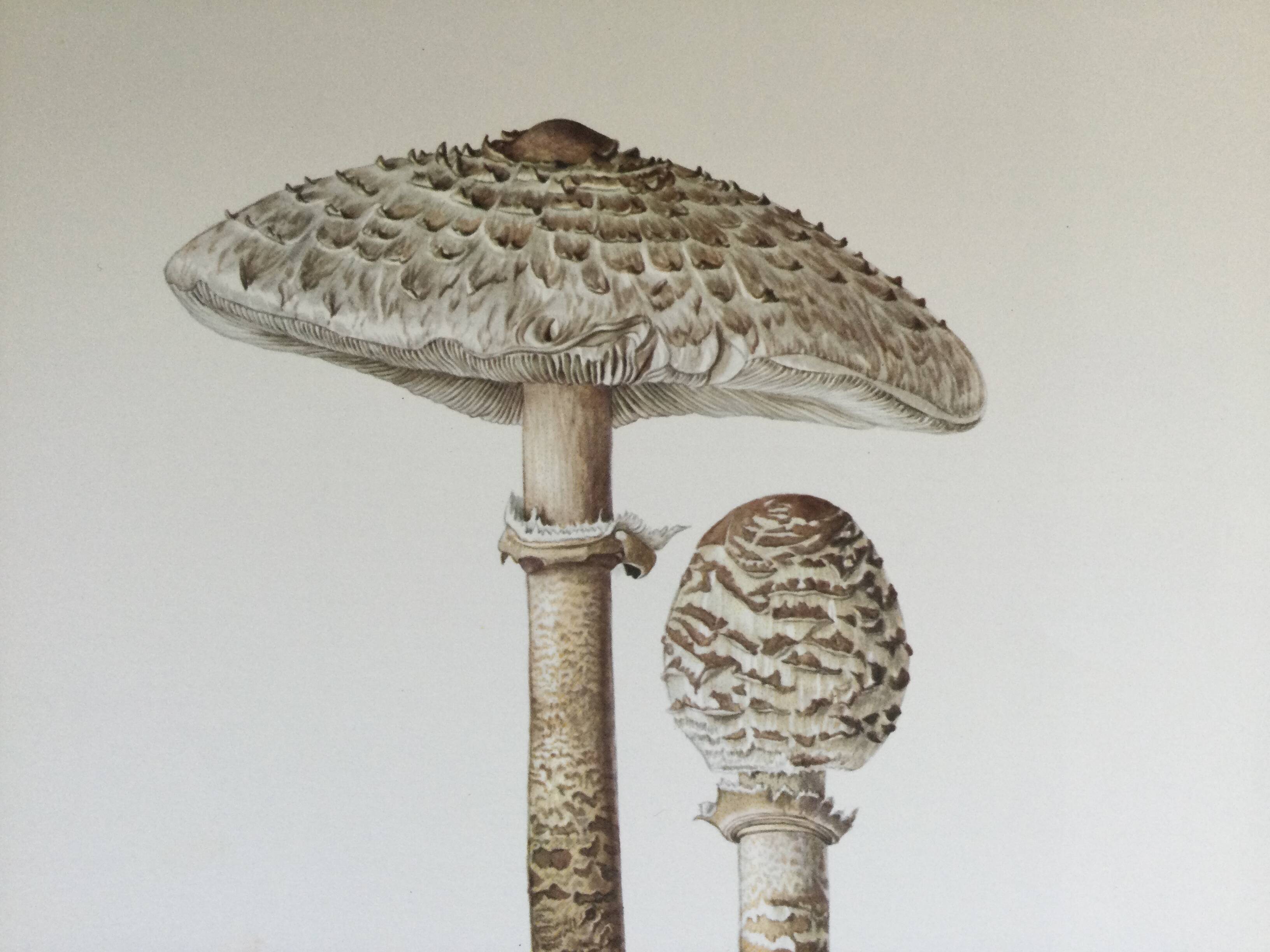 Botanical illustration "mushrooms", 1960s