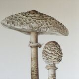 Botanical illustration "mushrooms", 1960s