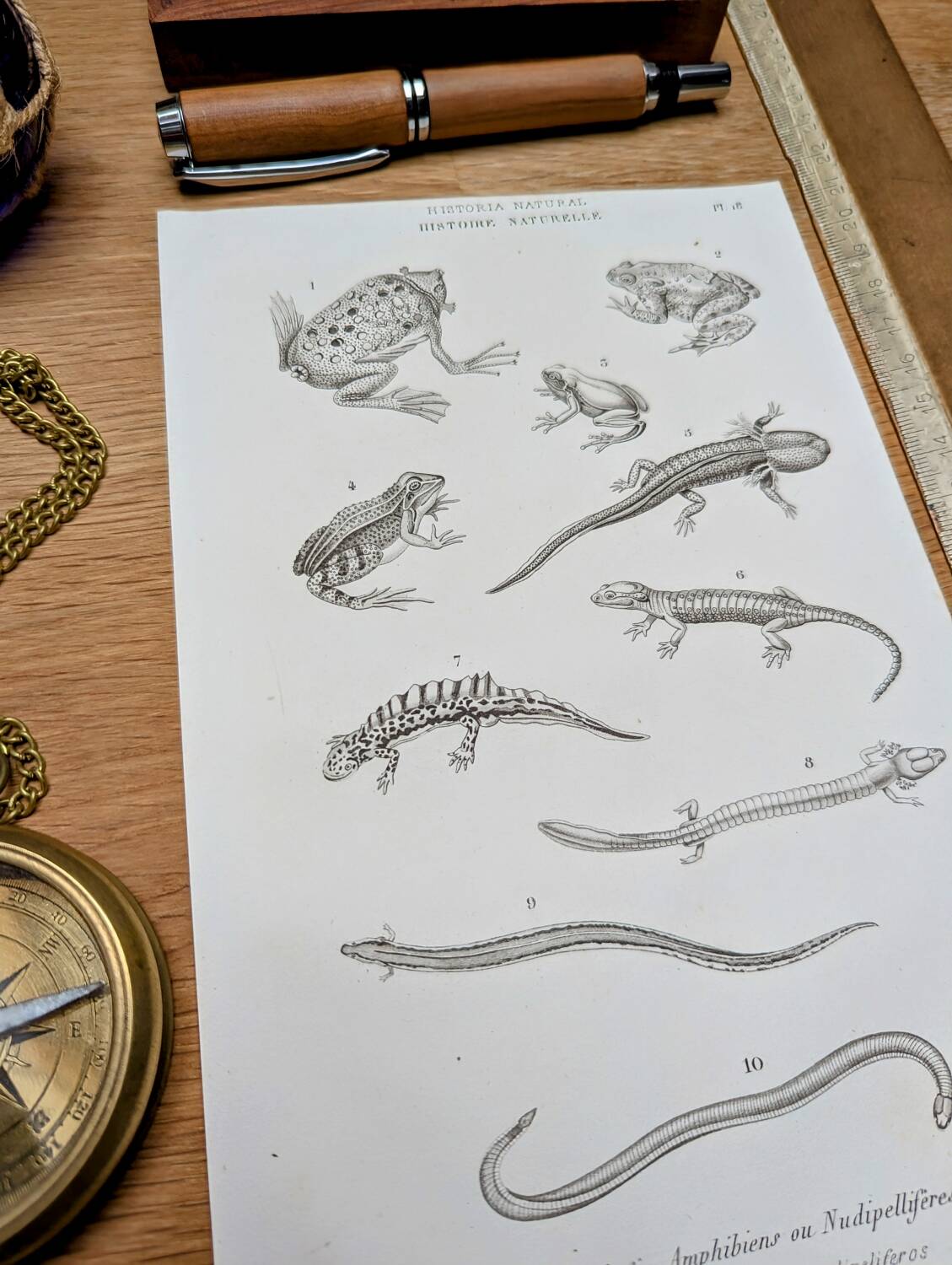 Printed in 1851, Natural History, Amphibians.