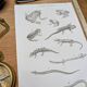 Printed in 1851, Natural History, Amphibians.