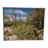 Photo American cactus LA box