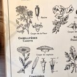 Affiche scolaire ancienne affiche botanique vintage