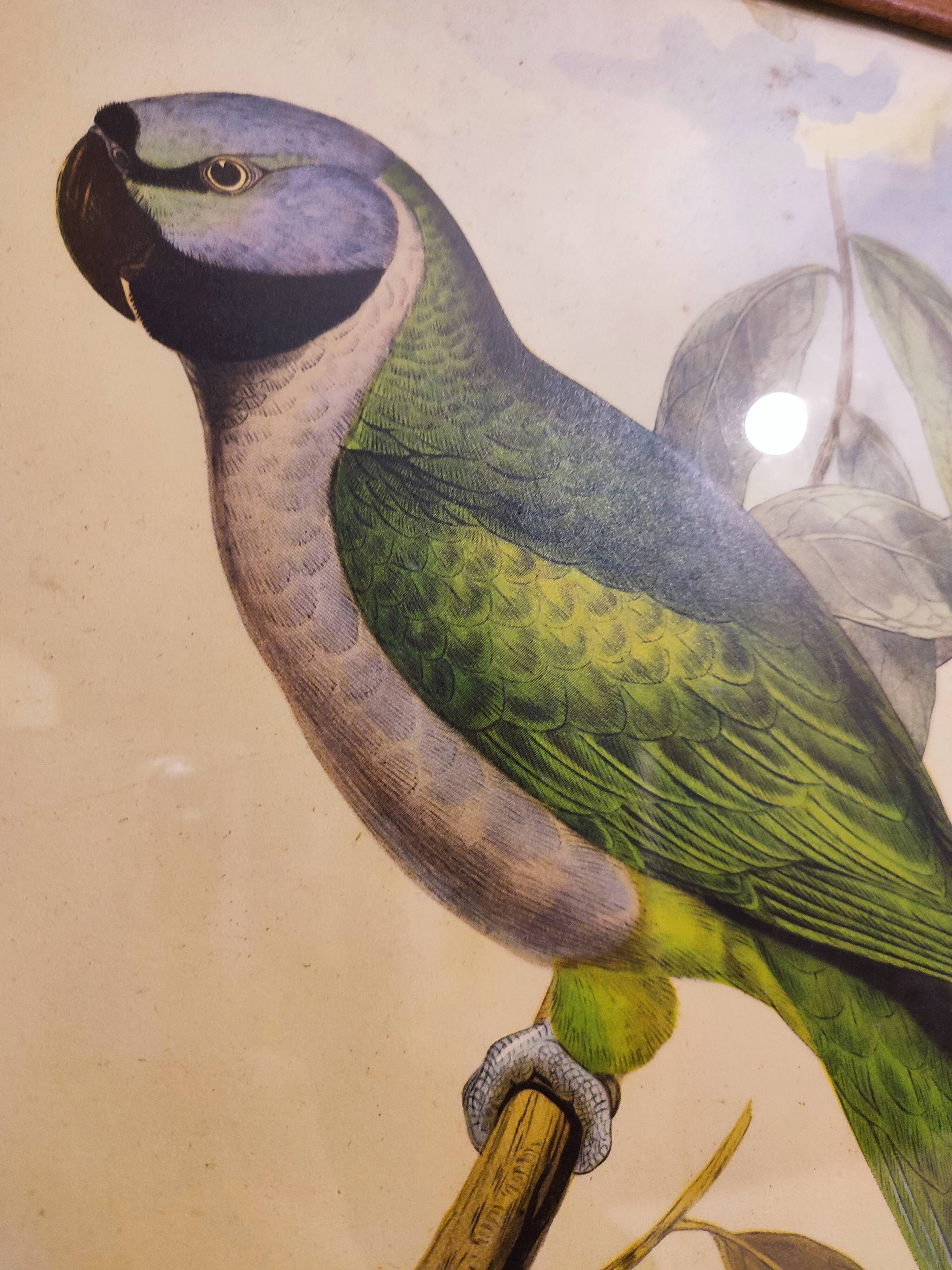 Gould lithograph enhanced Main Palaeornis Derbianus