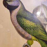 Gould lithograph enhanced Main Palaeornis Derbianus