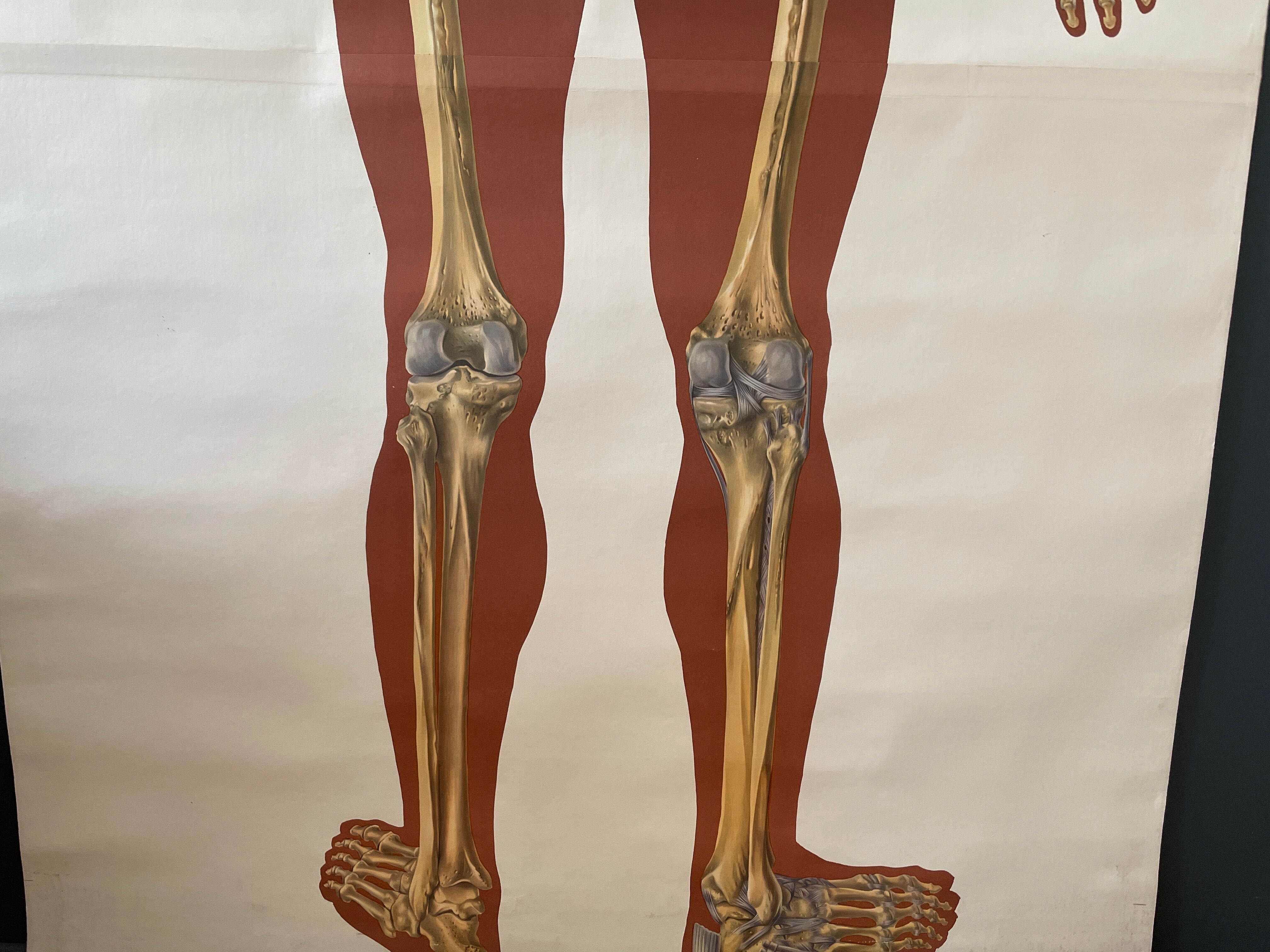 Deutsches Hygiene Museum SKELETON Vintage Medical Poster Wall Board 1960's
