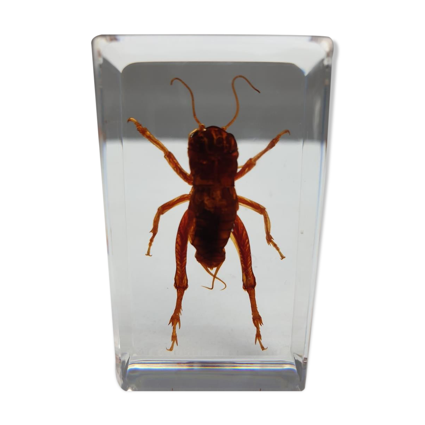 Insect under resin Pakistan giant cricket