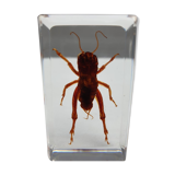 Insect under resin Pakistan giant cricket