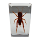 Insect under resin Pakistan giant cricket