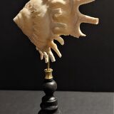 Cabinet of Curiosities shell stellaria solaris on base