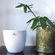 Cache-pot vintage blanc émaillé – Scheurich "Alaska"