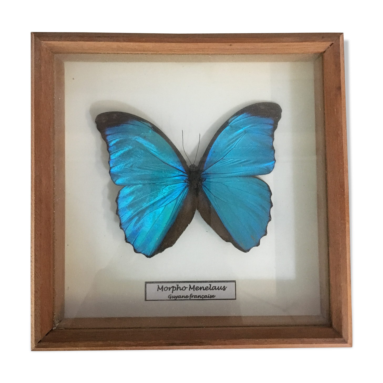 Butterfly frame