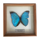 Butterfly frame