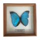 Butterfly frame