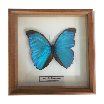 Butterfly frame