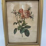 Lithograph PJ Redouté