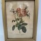Lithograph PJ Redouté