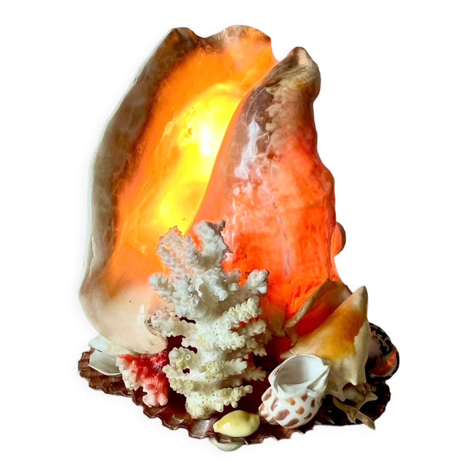 Lamp night light shell conch 1950 cabinet of curiosities seaside