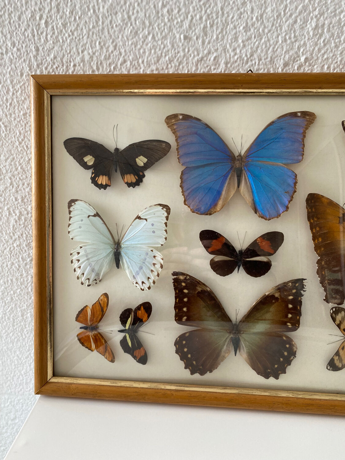 Naturalized butterflies painting