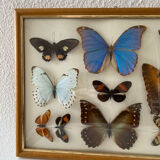 Tableau papillons naturalisés