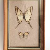 Naturalized butterflies