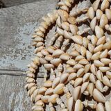 Shell trivet