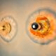 Pair of round wall lights by Murano Mazzega in frosted glass, Italy, 1970