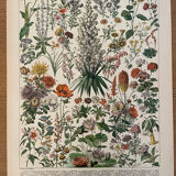 Reserved Marion - Lot of 6 lithos